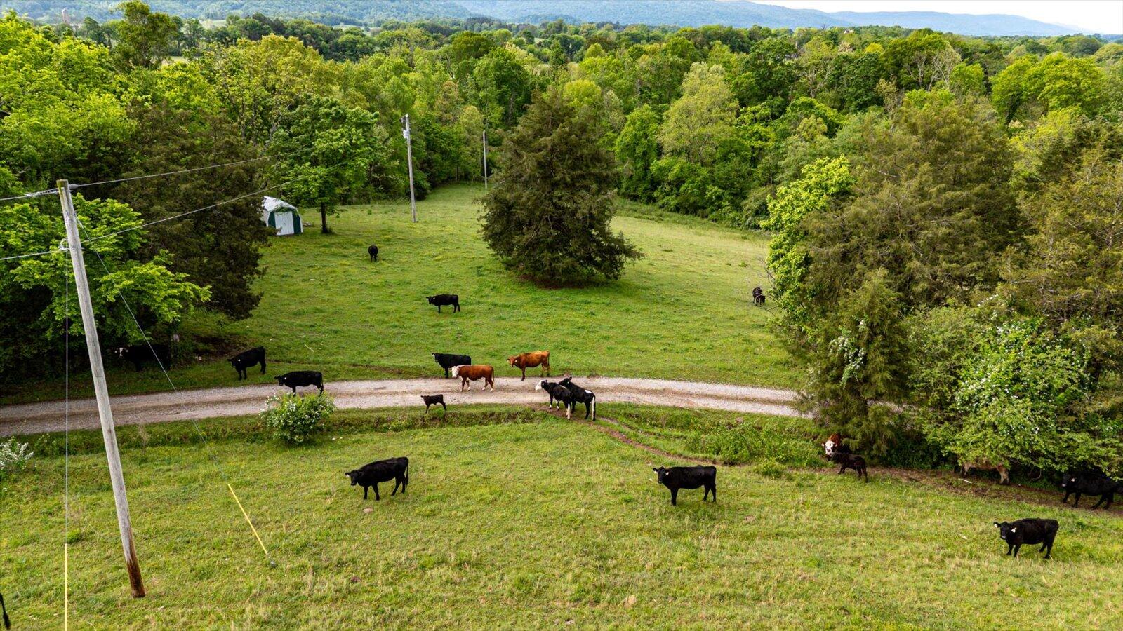 34 Mule Lane Pikeville, TN 37367 - Photo 13 of 87 13-US 127 Pikeville 510 Acres-13
