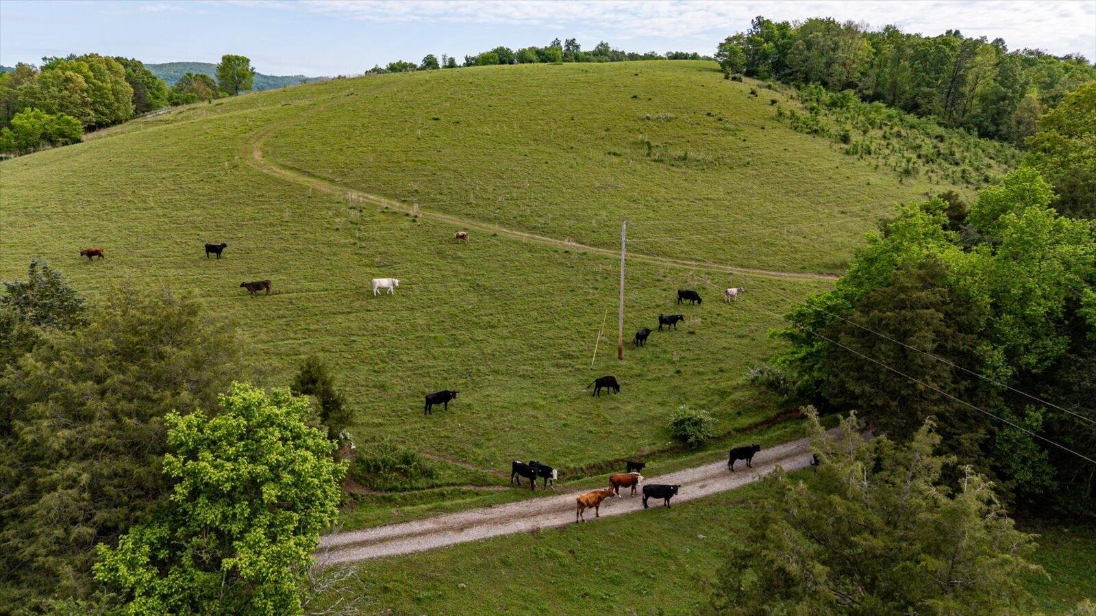 34 Mule Lane Pikeville, TN 37367 - Photo 14 of 87 14-US 127 Pikeville 510 Acres-14