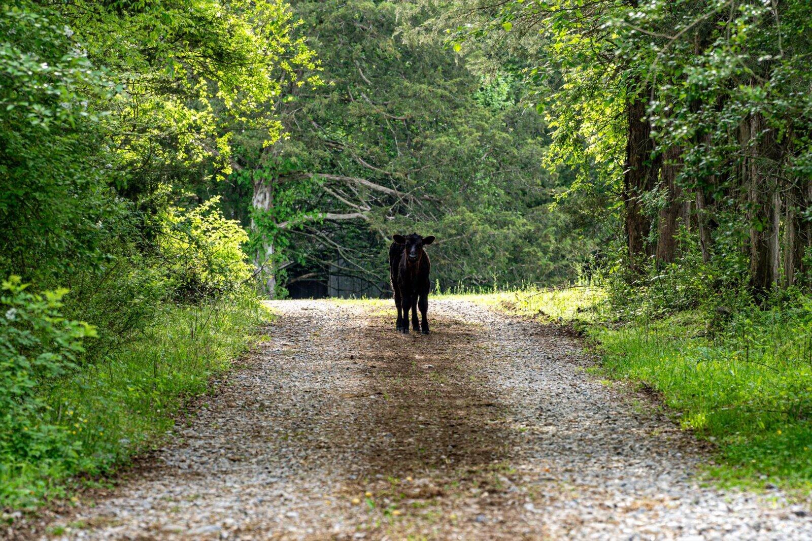 34 Mule Lane Pikeville, TN 37367 - Photo 25 of 87 25-US 127 Pikeville 510 Acres-25
