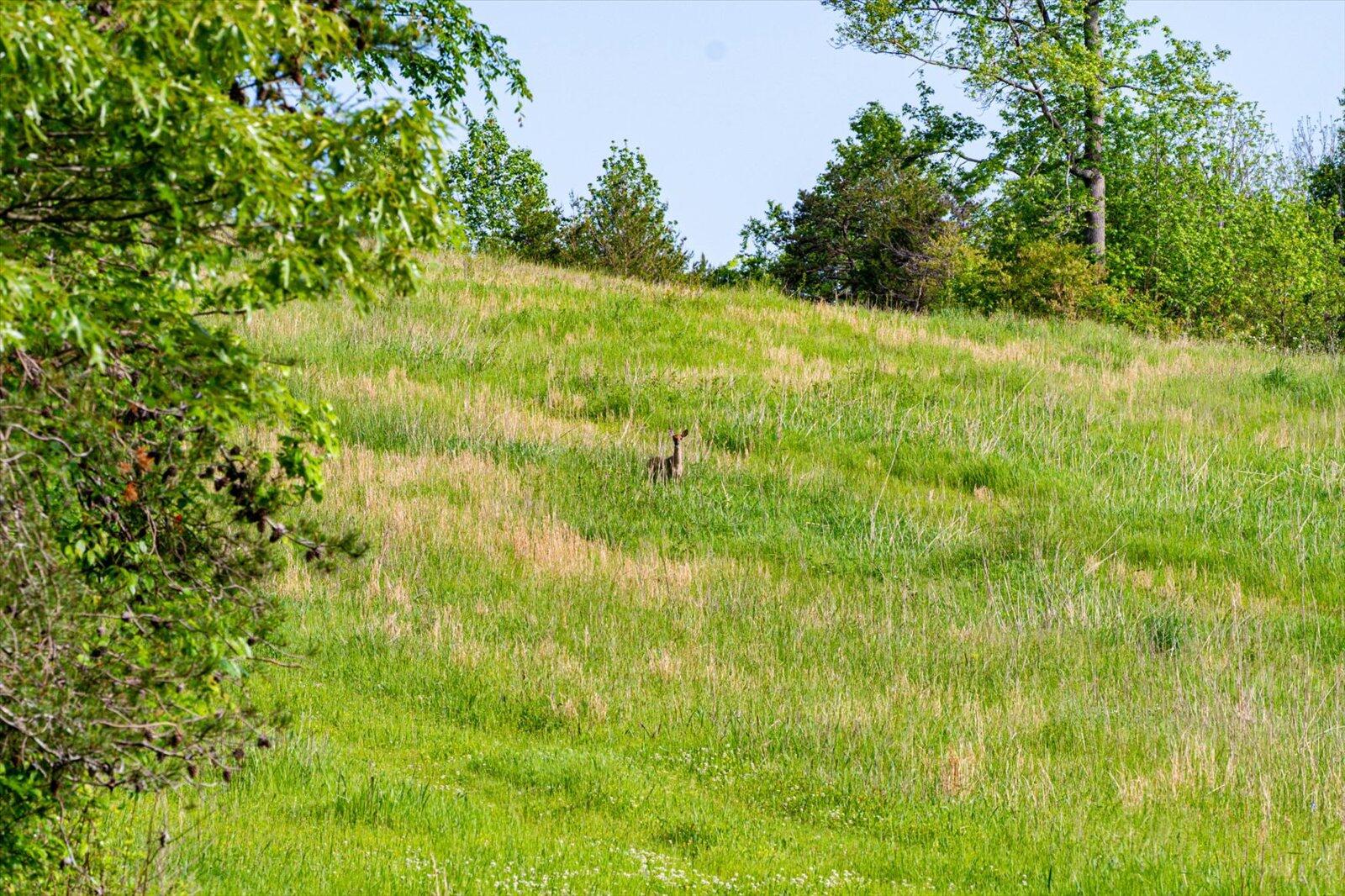 34 Mule Lane Pikeville, TN 37367 - Photo 38 of 87 38-US 127 Pikeville 510 Acres-38