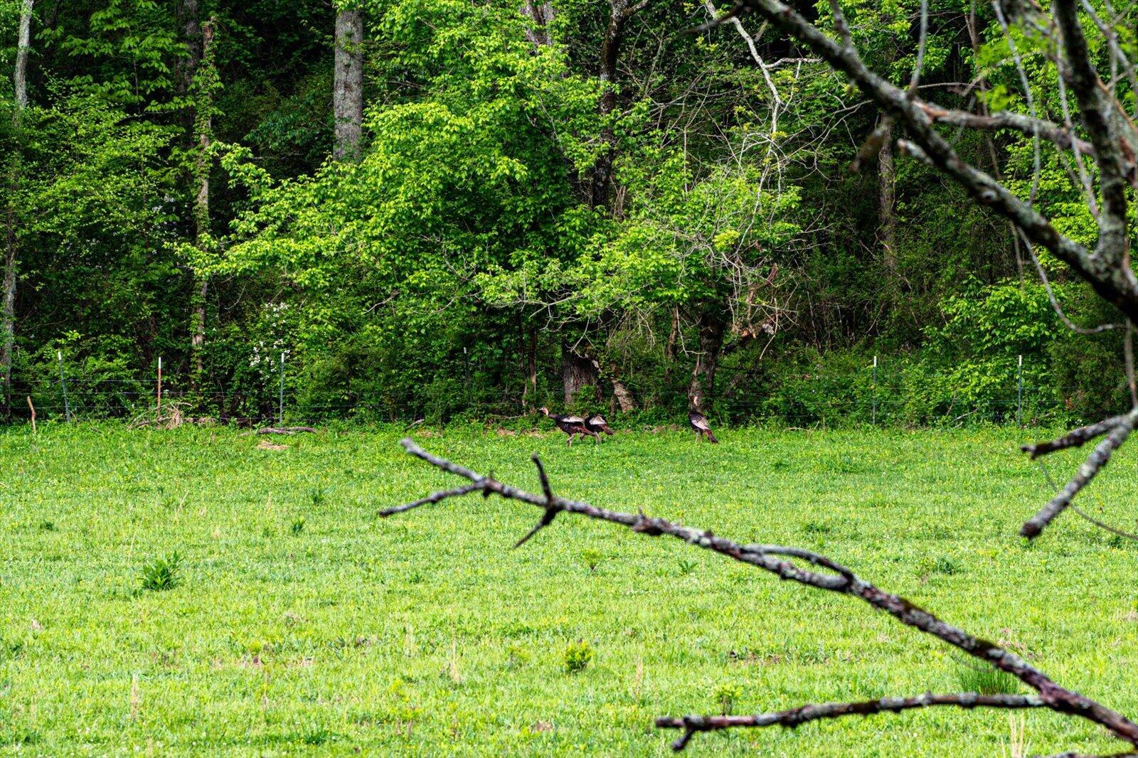 34 Mule Lane Pikeville, TN 37367 - Photo 53 of 87 53-US 127 Pikeville 510 Acres-53