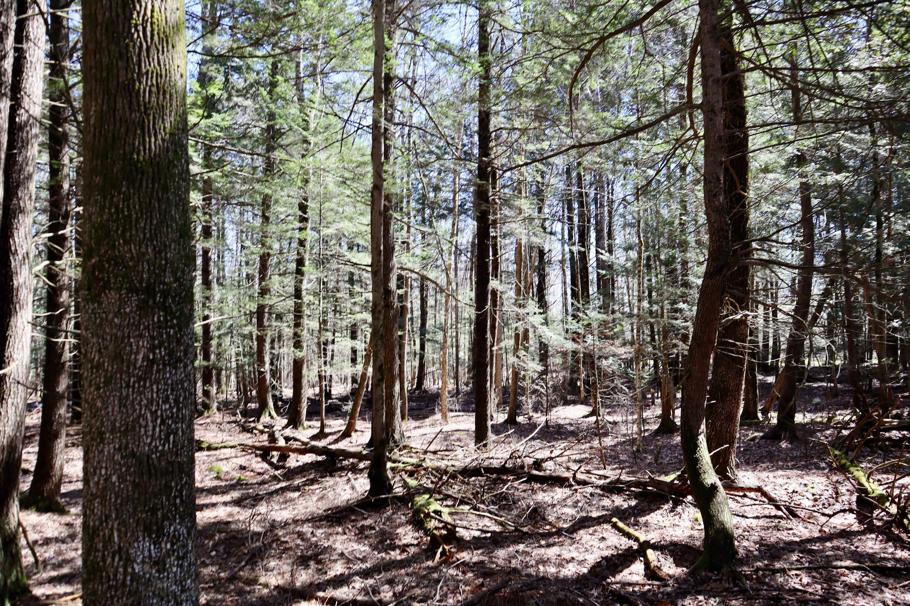 218 Plummer Road Richmond, ME 04357 - Photo 26 of 34 woods