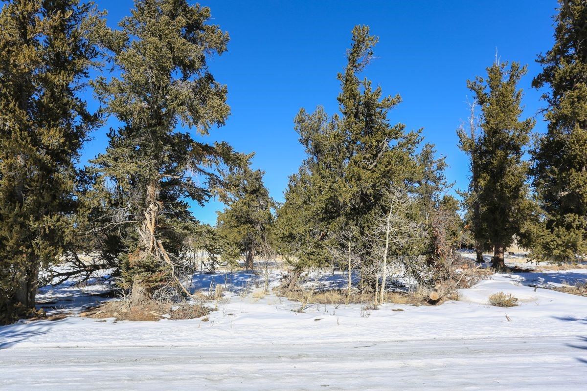 237 High Creek Road Fairplay, CO 80440 - Photo 15 of 15 Gallery Image 15