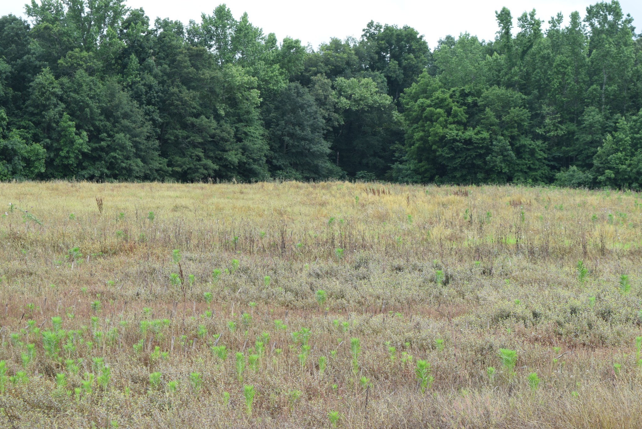 9 Bob Ramsey Road Morrison, TN 37357 - Photo 4 of 6 a view of a yard