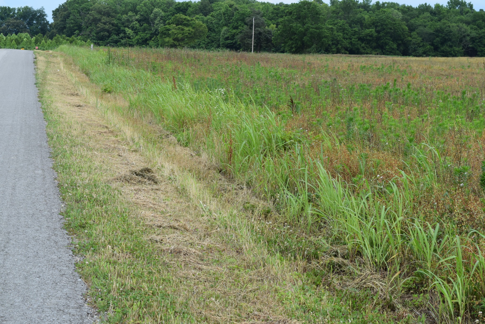 9 Bob Ramsey Road Morrison, TN 37357 - Photo 5 of 6 a view of a lush green field