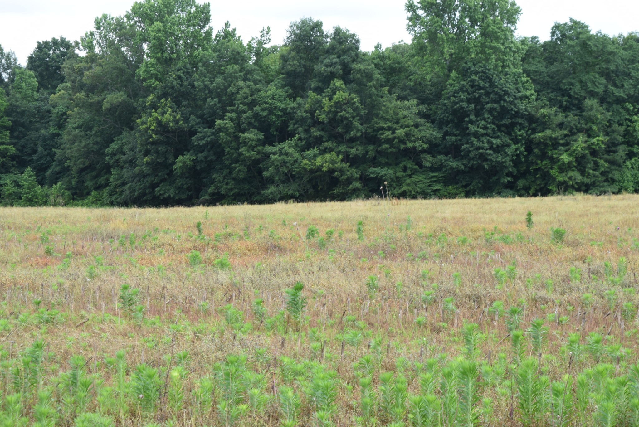 9 Bob Ramsey Road Morrison, TN 37357 - Photo 6 of 6