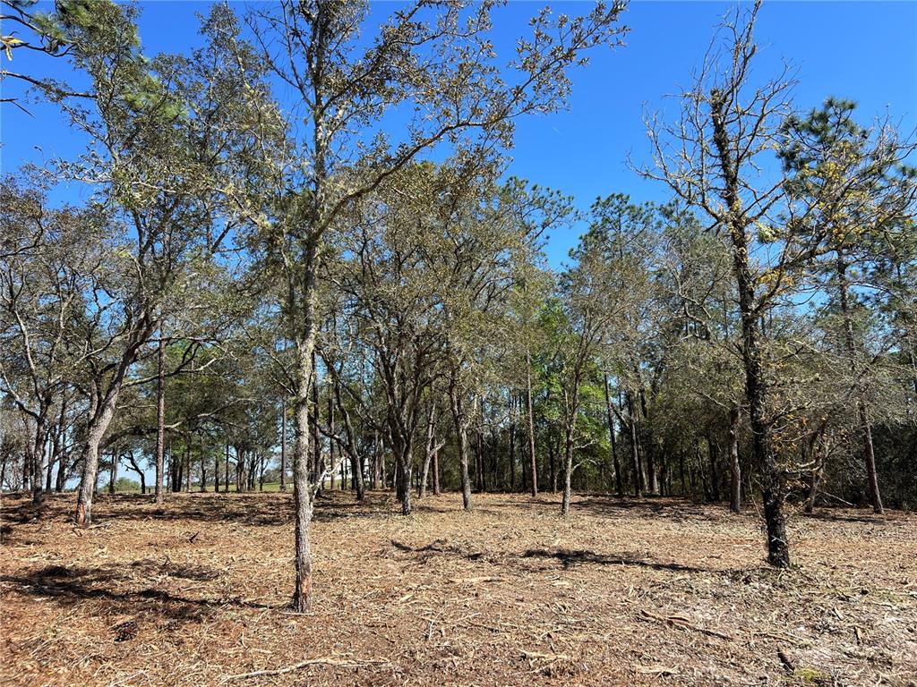 25 Southwest Timberlake Road Dunnellon, FL 34431 - Photo 4 of 27