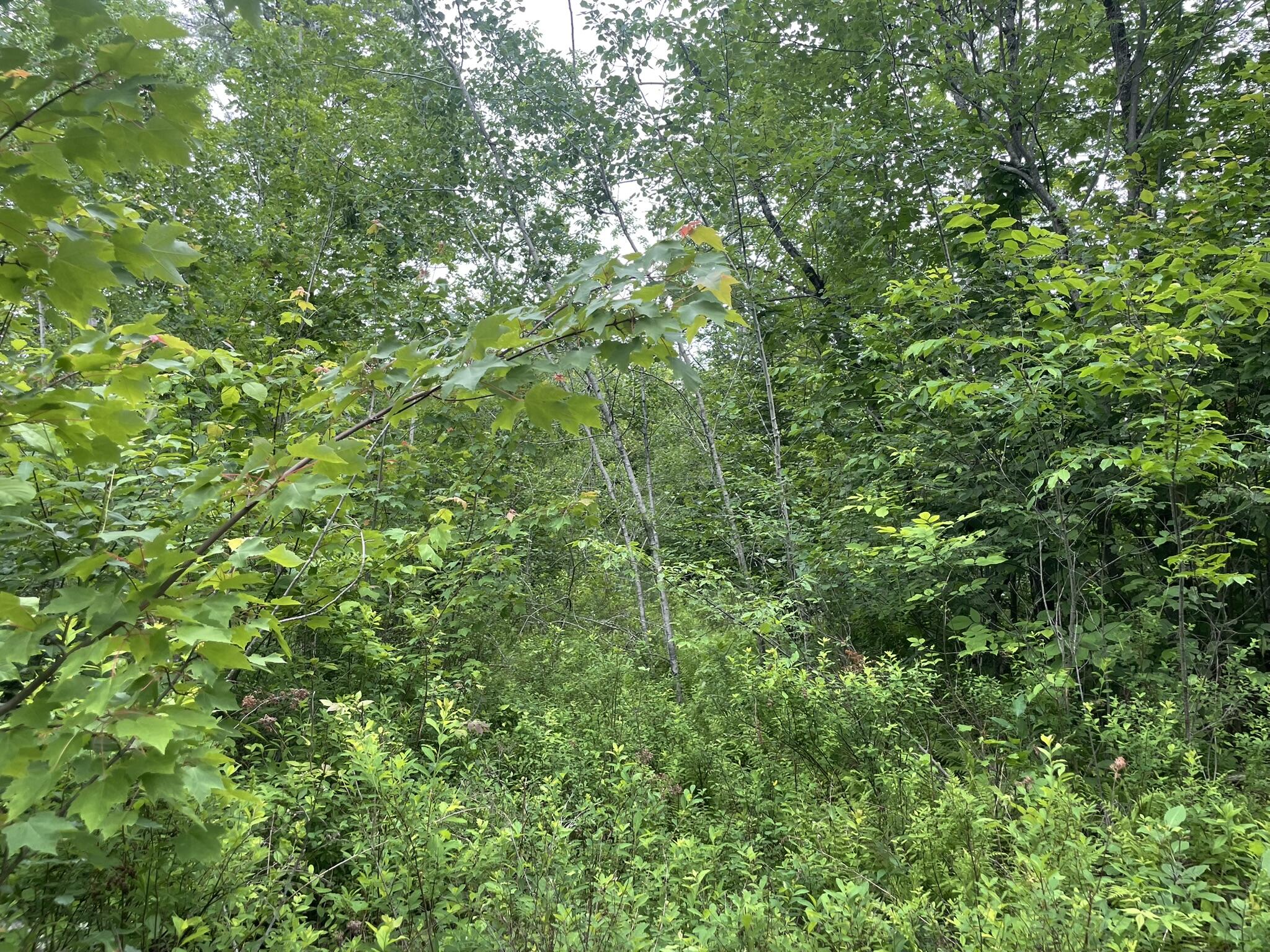 19 Swan Road New Sharon, ME 04955 - Photo 117 of 124 IMG_6320