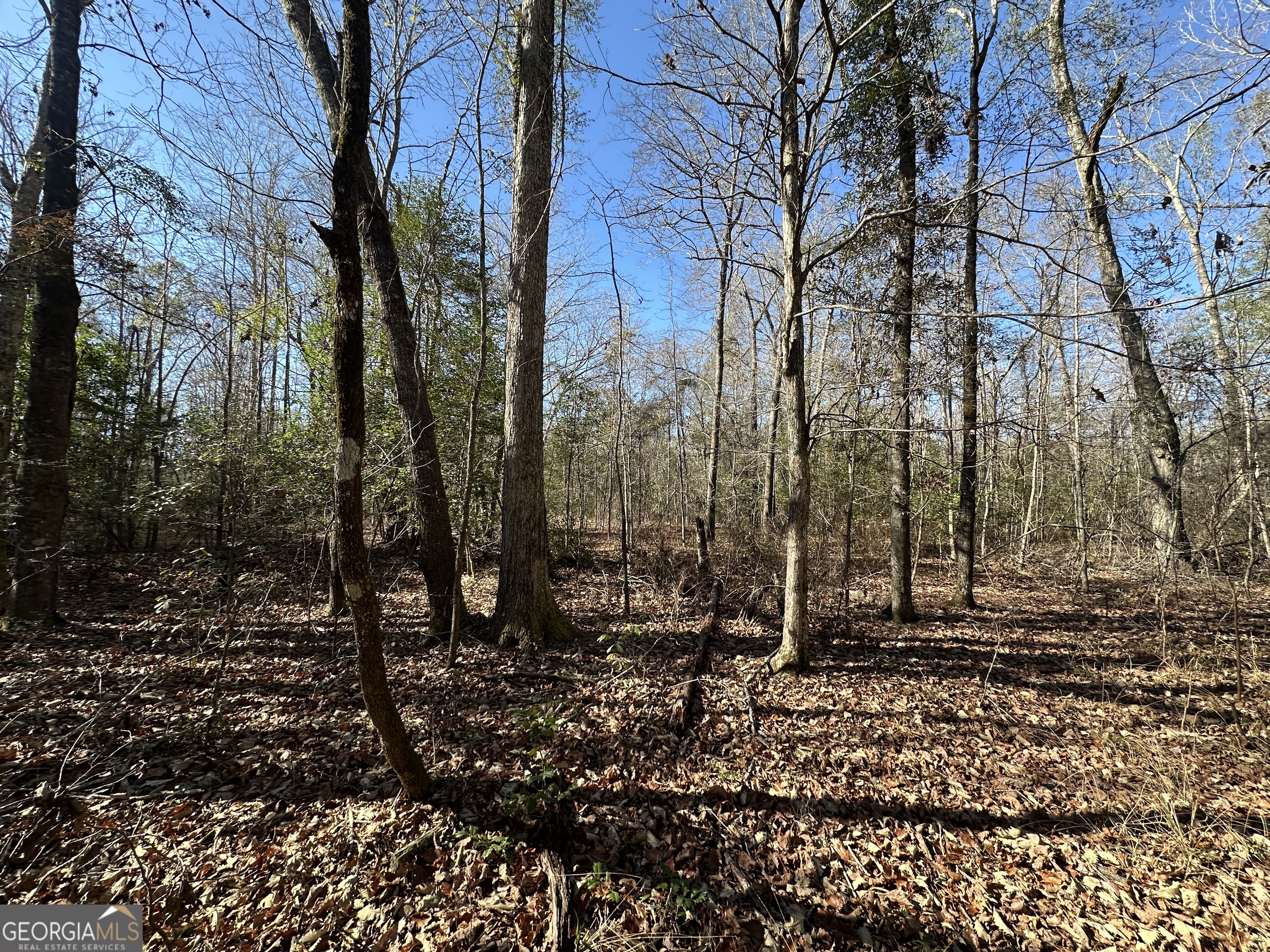 0 Hiltonia-Perkins Road Sylvania, GA 30467 - Photo 16 of 26 a view of outdoor space with lots of trees