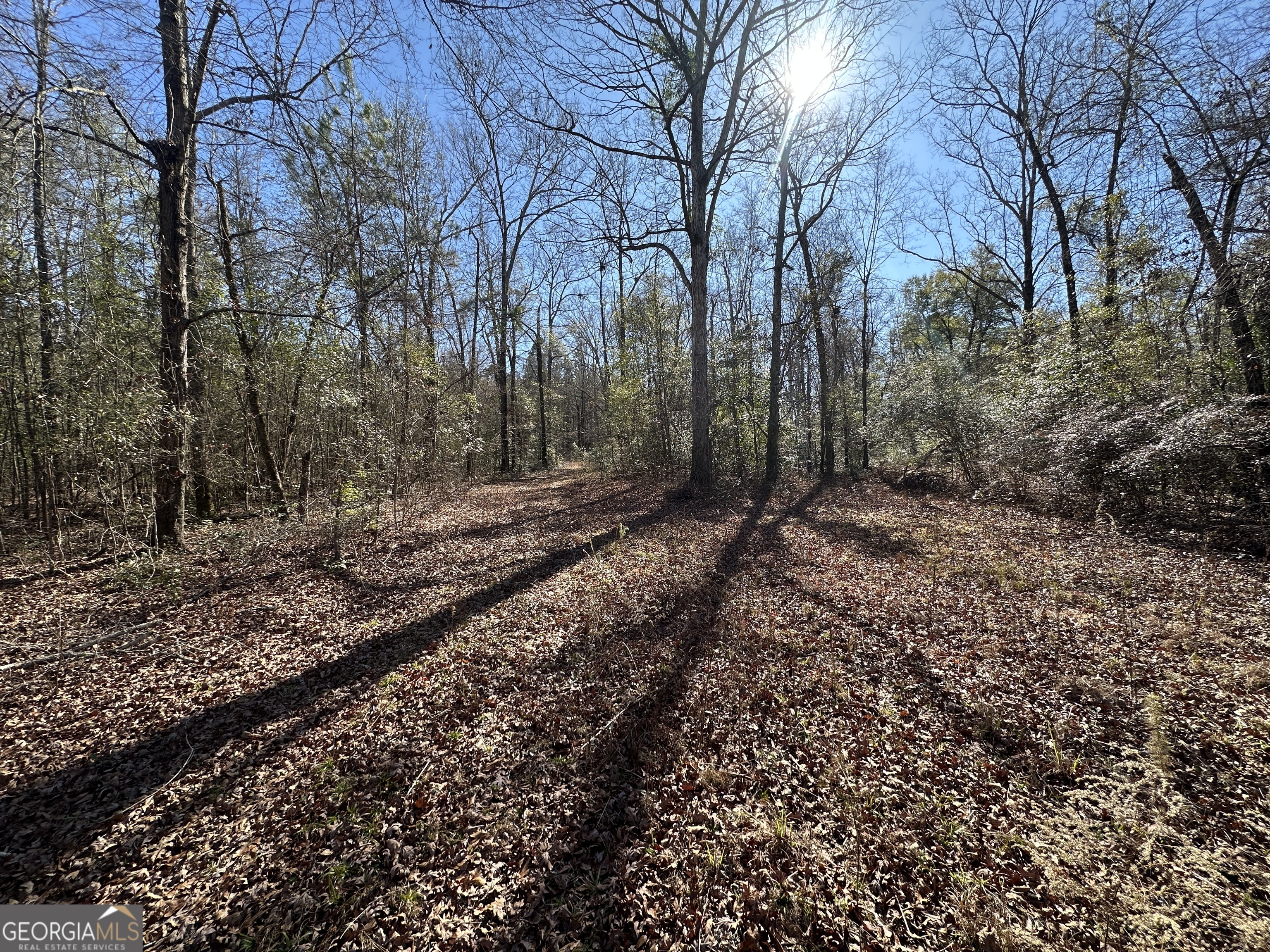 0 Hiltonia-Perkins Road Sylvania, GA 30467 - Photo 20 of 26 a view of a yard with large trees