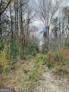0 Hiltonia-Perkins Road Sylvania, GA 30467 - Photo 2 of 26 a view of a forest with trees in front of it