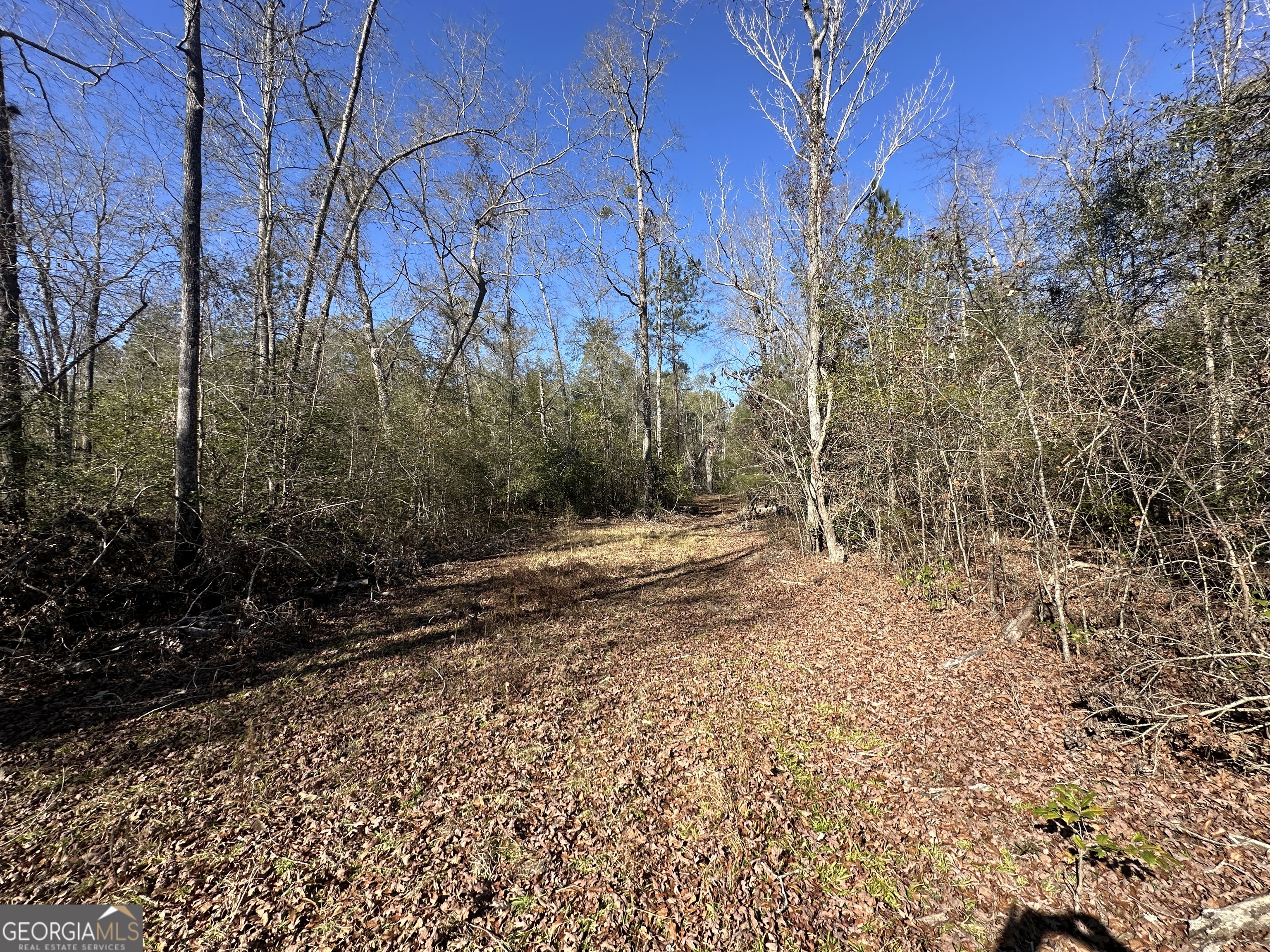 0 Hiltonia-Perkins Road Sylvania, GA 30467 - Photo 21 of 26 a view of a yard with trees and bushes