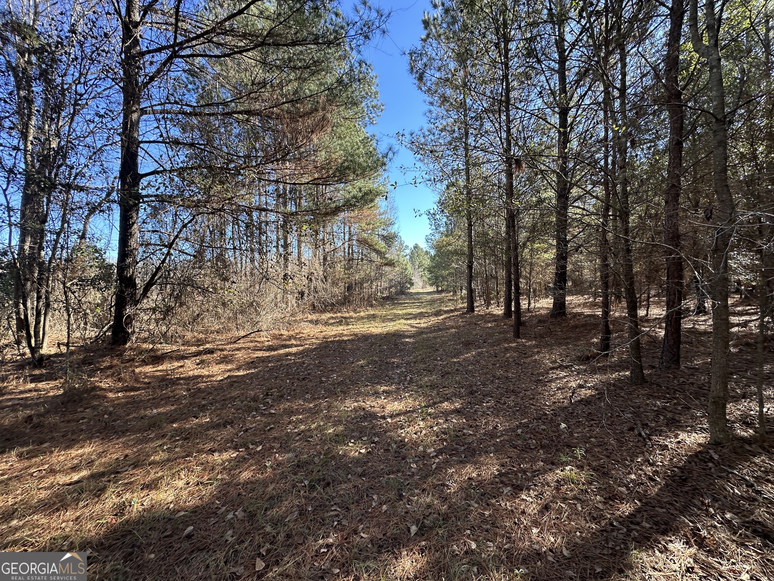 0 Hiltonia-Perkins Road Sylvania, GA 30467 - Photo 24 of 26 a view of dirt yard with a tree