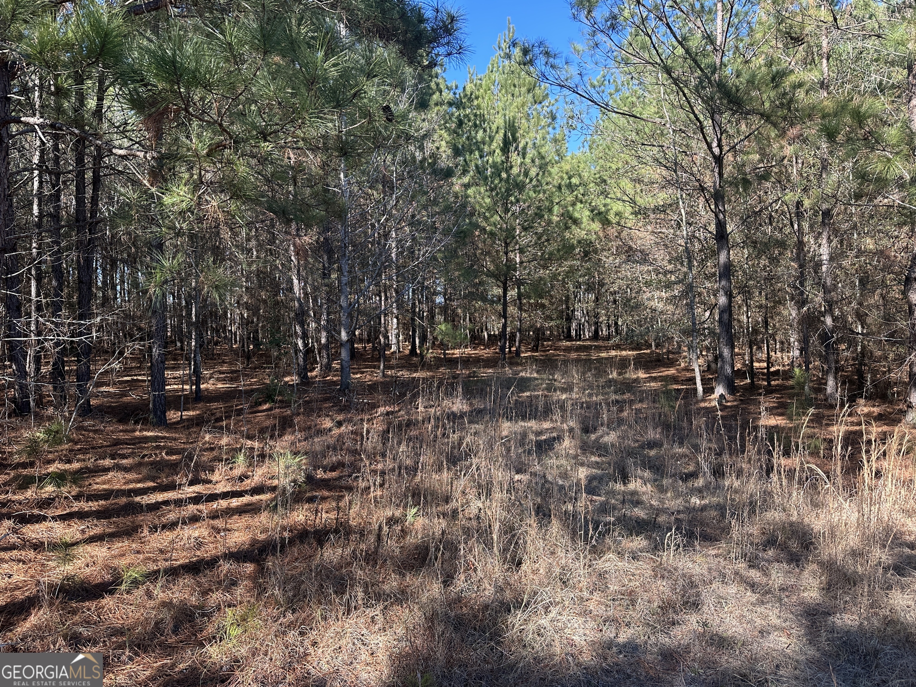 0 Hiltonia-Perkins Road Sylvania, GA 30467 - Photo 9 of 26 a view of outdoor space with lots of trees