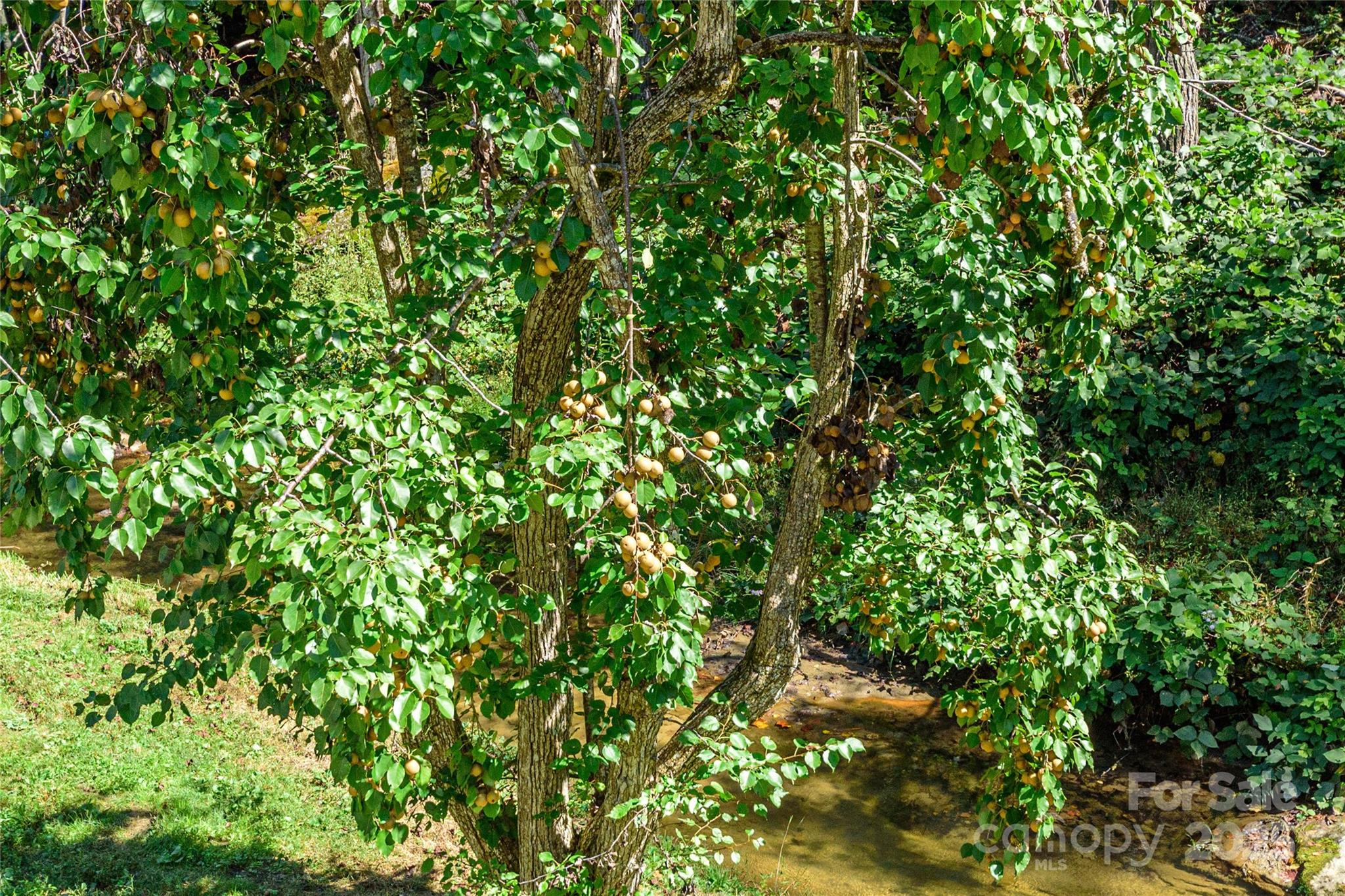 1361 Pleasant Grove Church Road Hendersonville, NC 28739 - Photo 46 of 48 a view of a tree