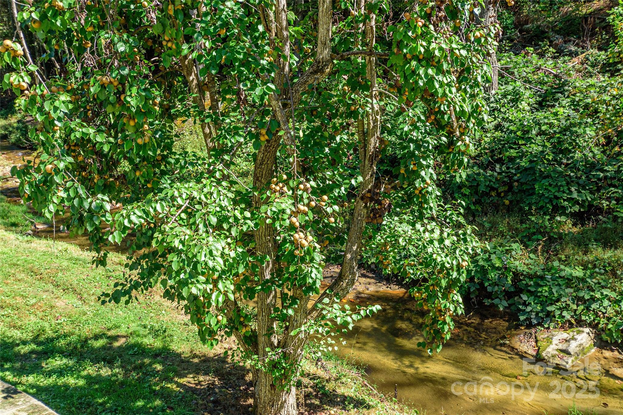 1361 Pleasant Grove Church Road Hendersonville, NC 28739 - Photo 47 of 48 a view of a tree