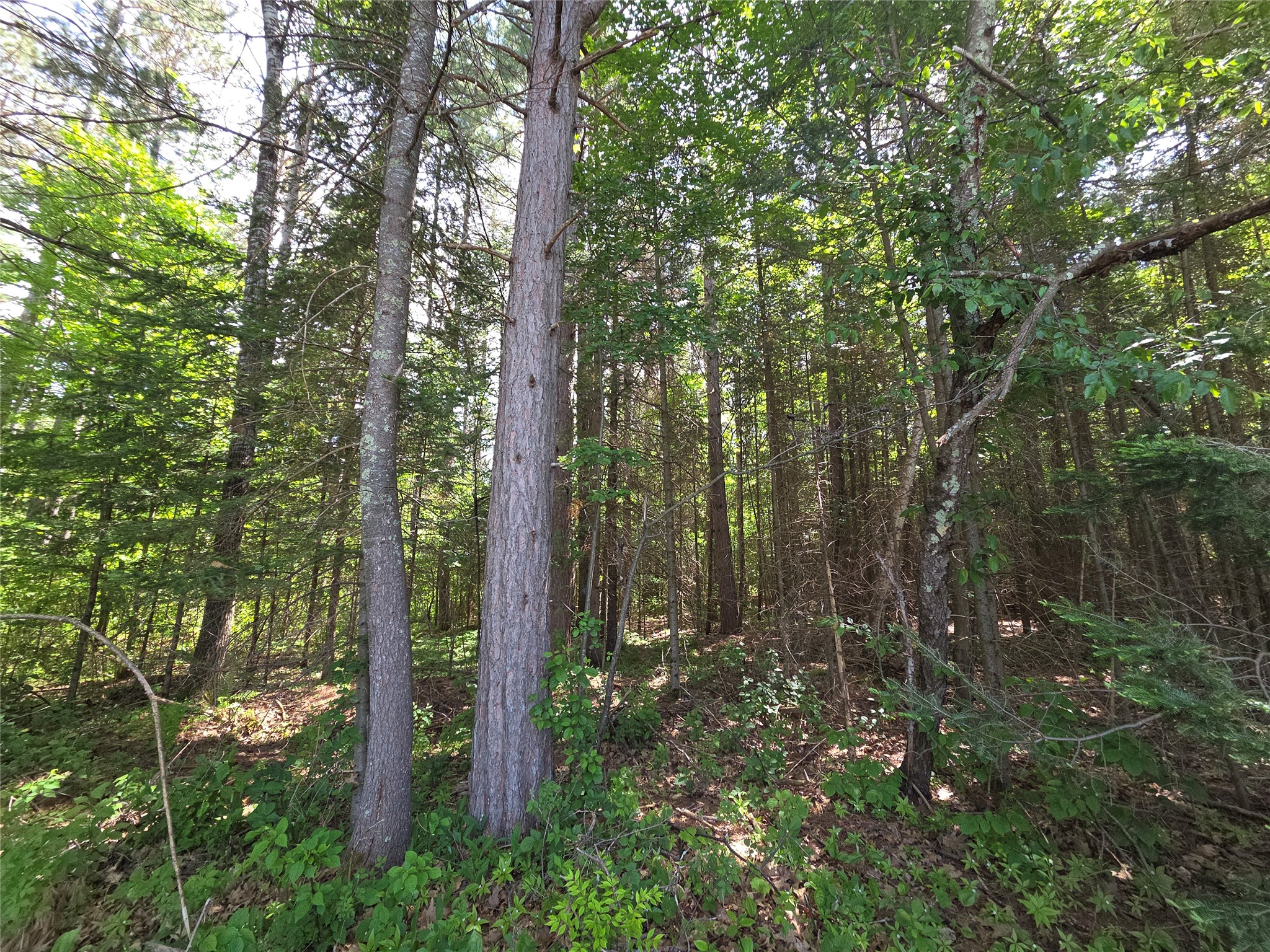 Lot 1 East Solberg Lake Road Phillips, WI 54555 - Photo 1 of 1 Gallery Image 1
