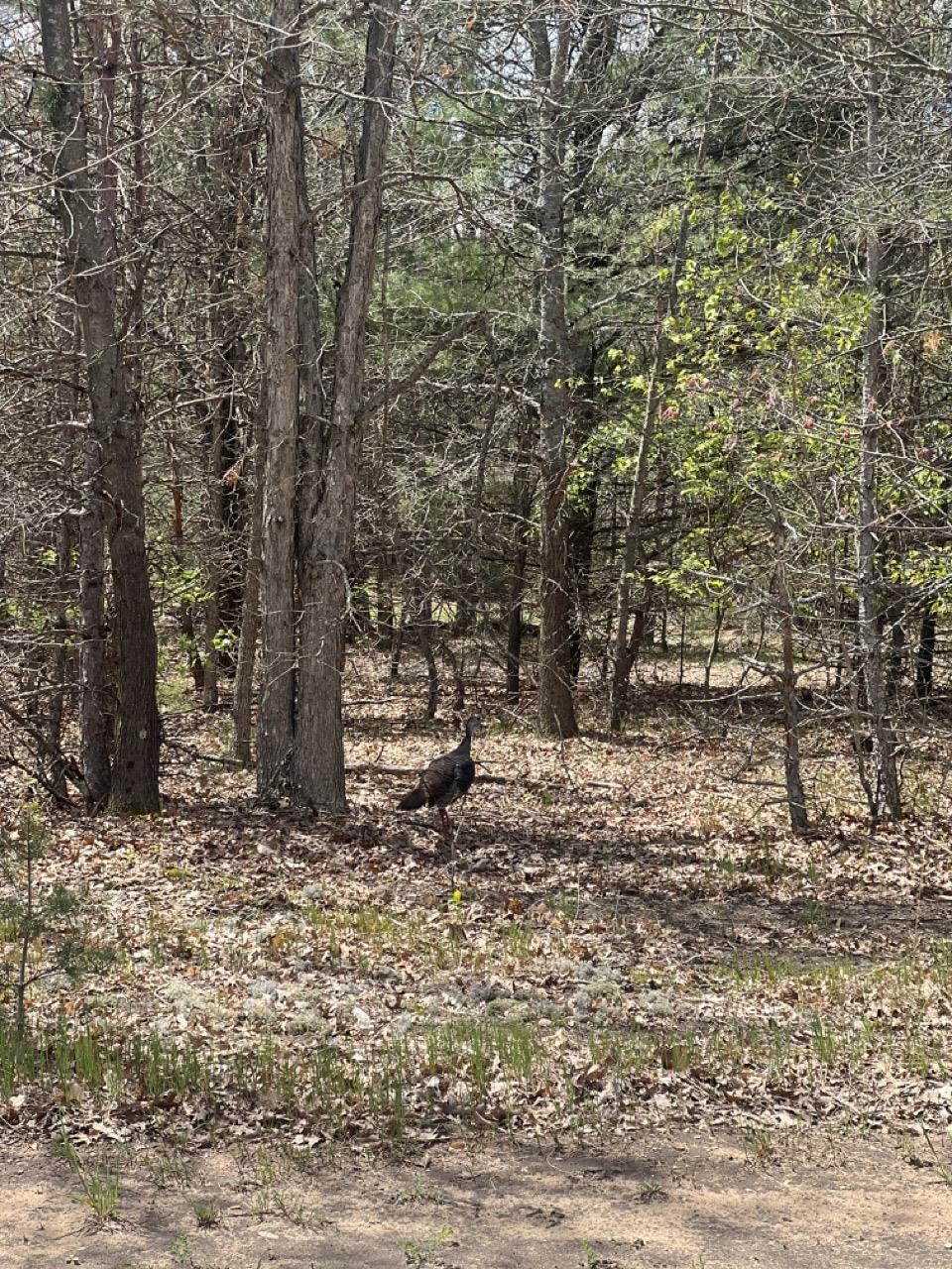 14 Mile Road Mesick, MI 49668 - Photo 5 of 5