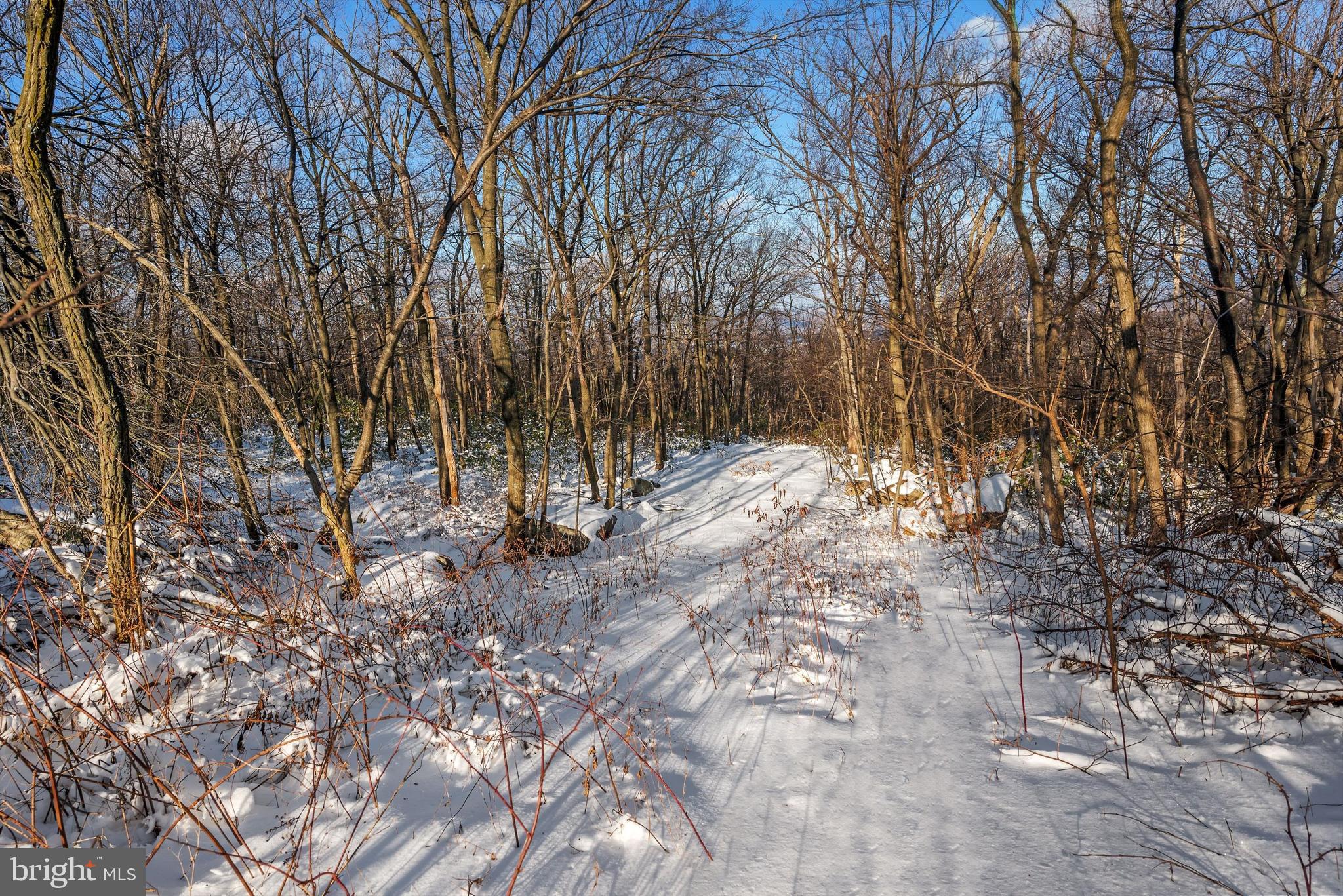 100.05 Acres- Shawneeland Winchester, VA 22602 - Photo 4 of 18 a view of empty yard