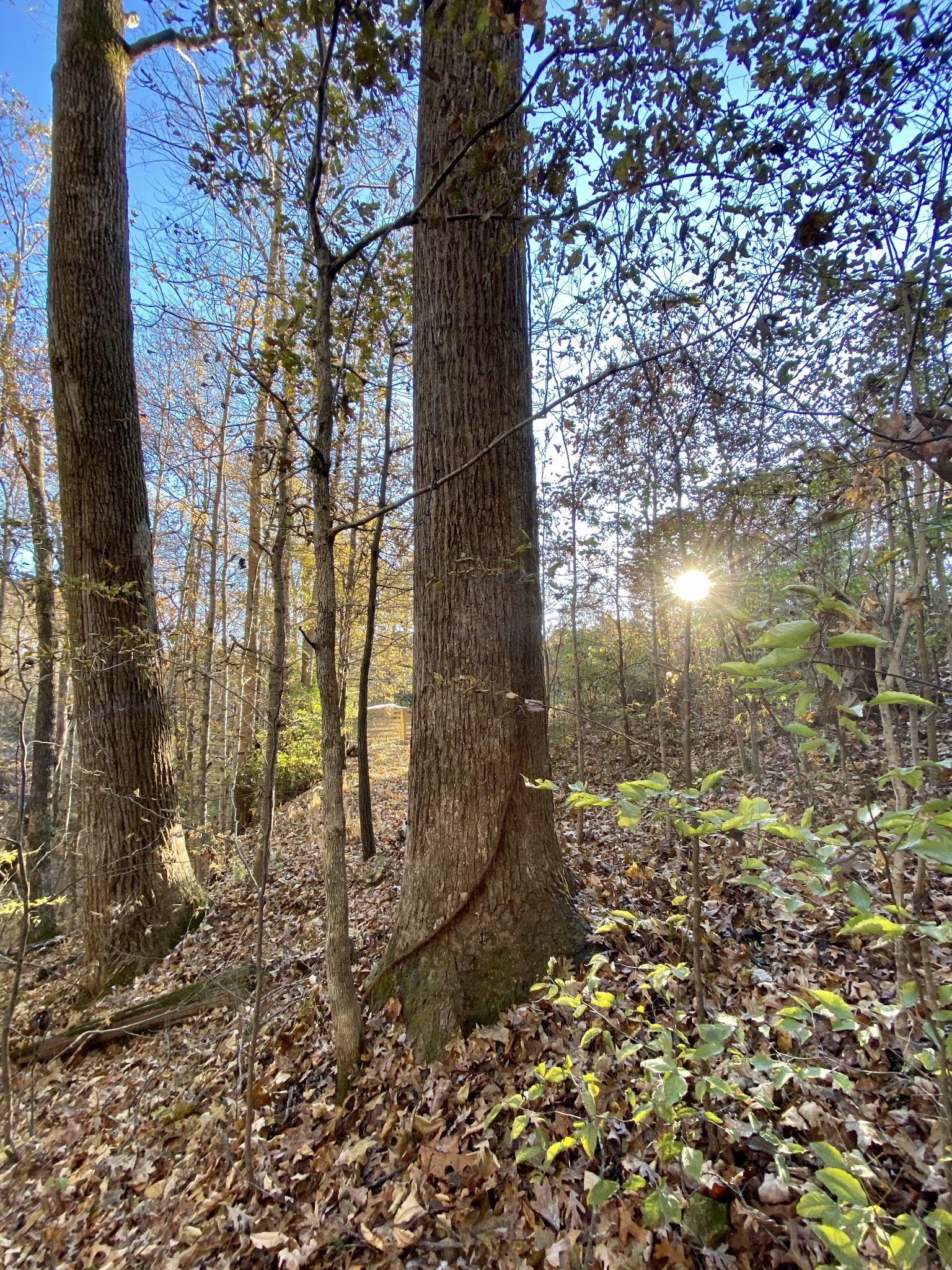 7456 Sleepy Hollow Road Fairview, TN 37062 - Photo 25 of 28 Gallery Image 25