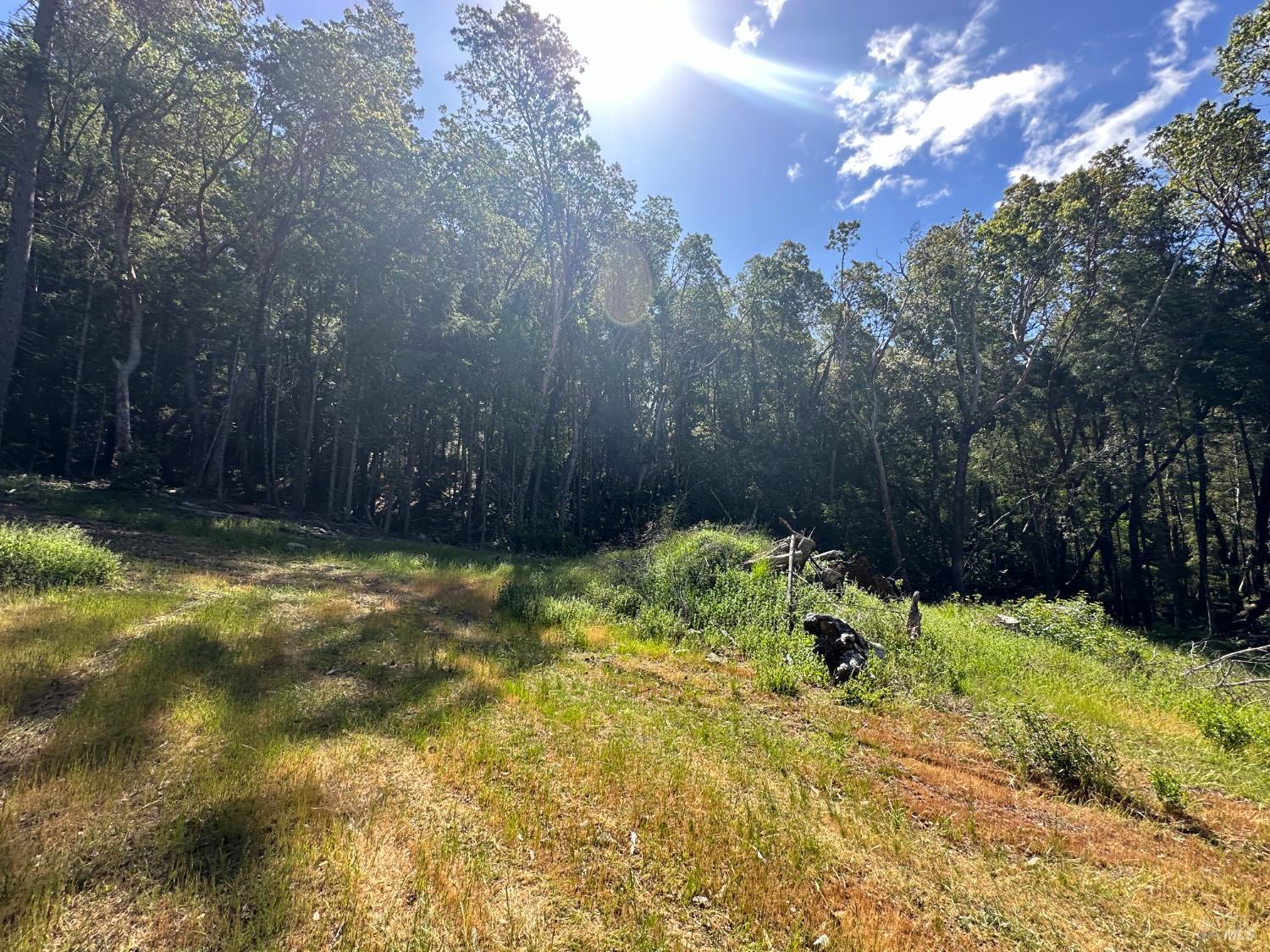 0 Little Dan Creek Road Leggett, CA 95585 - Photo 1 of 13 a view of backyard with tree