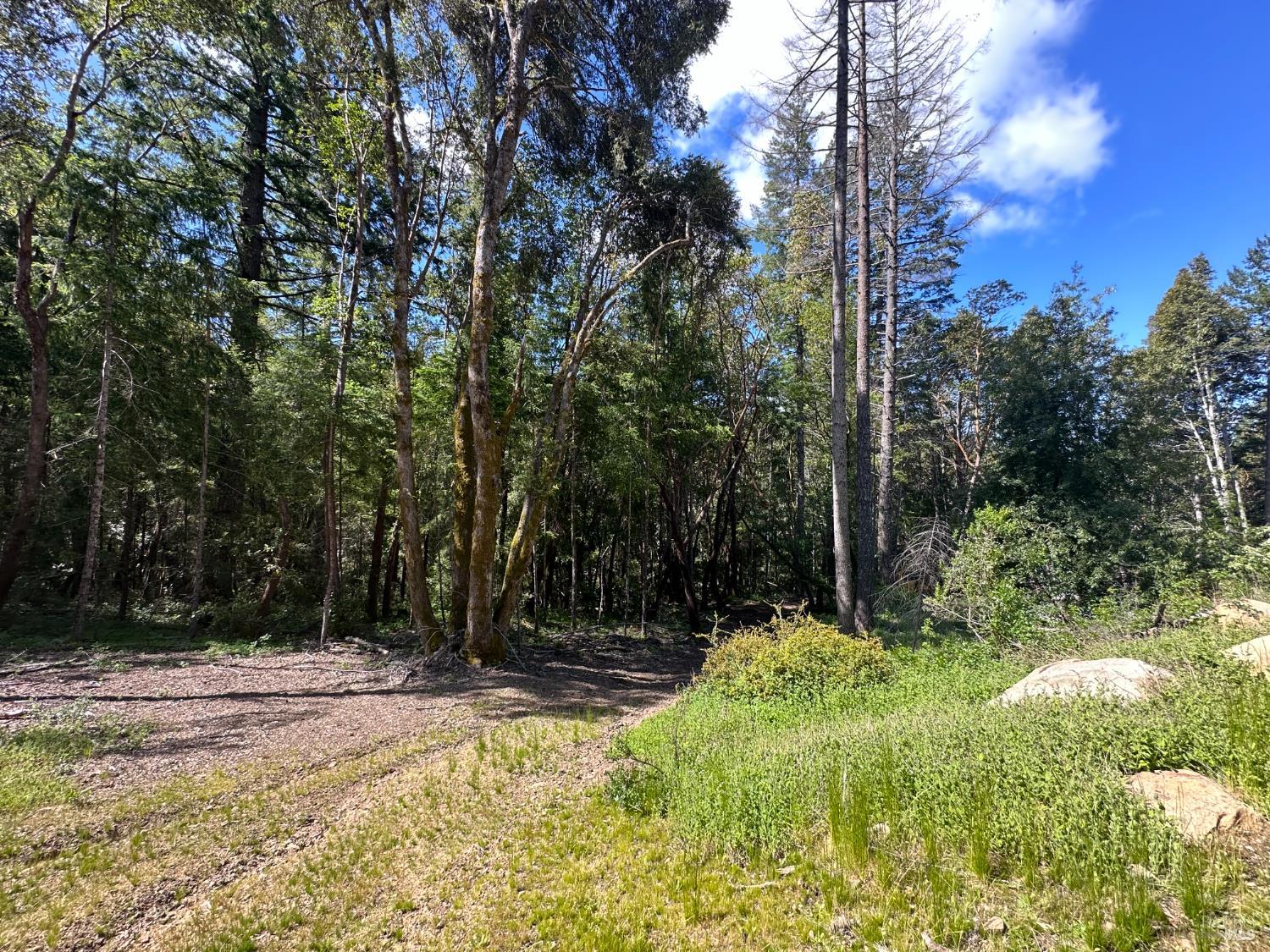 0 Little Dan Creek Road Leggett, CA 95585 - Photo 2 of 13 a view of backyard with tree