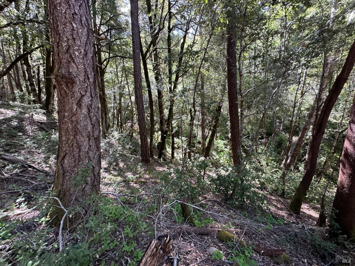 0 Little Dan Creek Road Leggett, CA 95585 - Photo 7 of 13 a view of forest