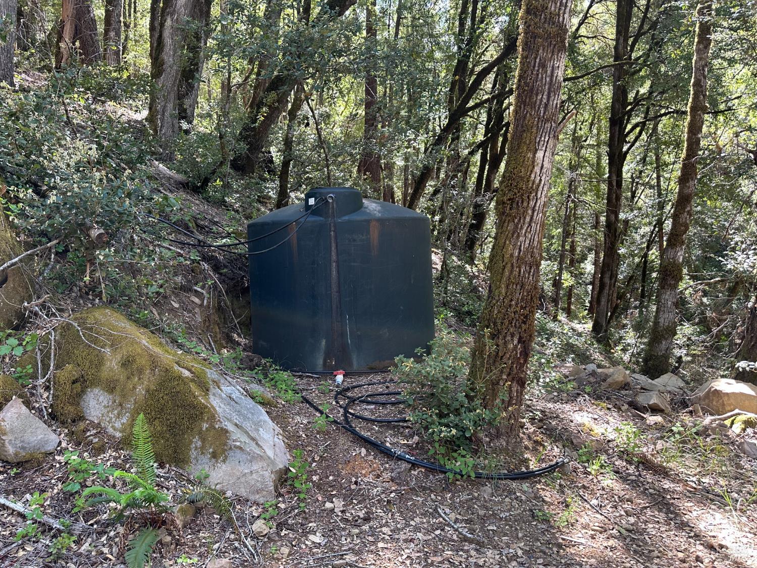 0 Little Dan Creek Road Leggett, CA 95585 - Photo 8 of 13 a view of a garden