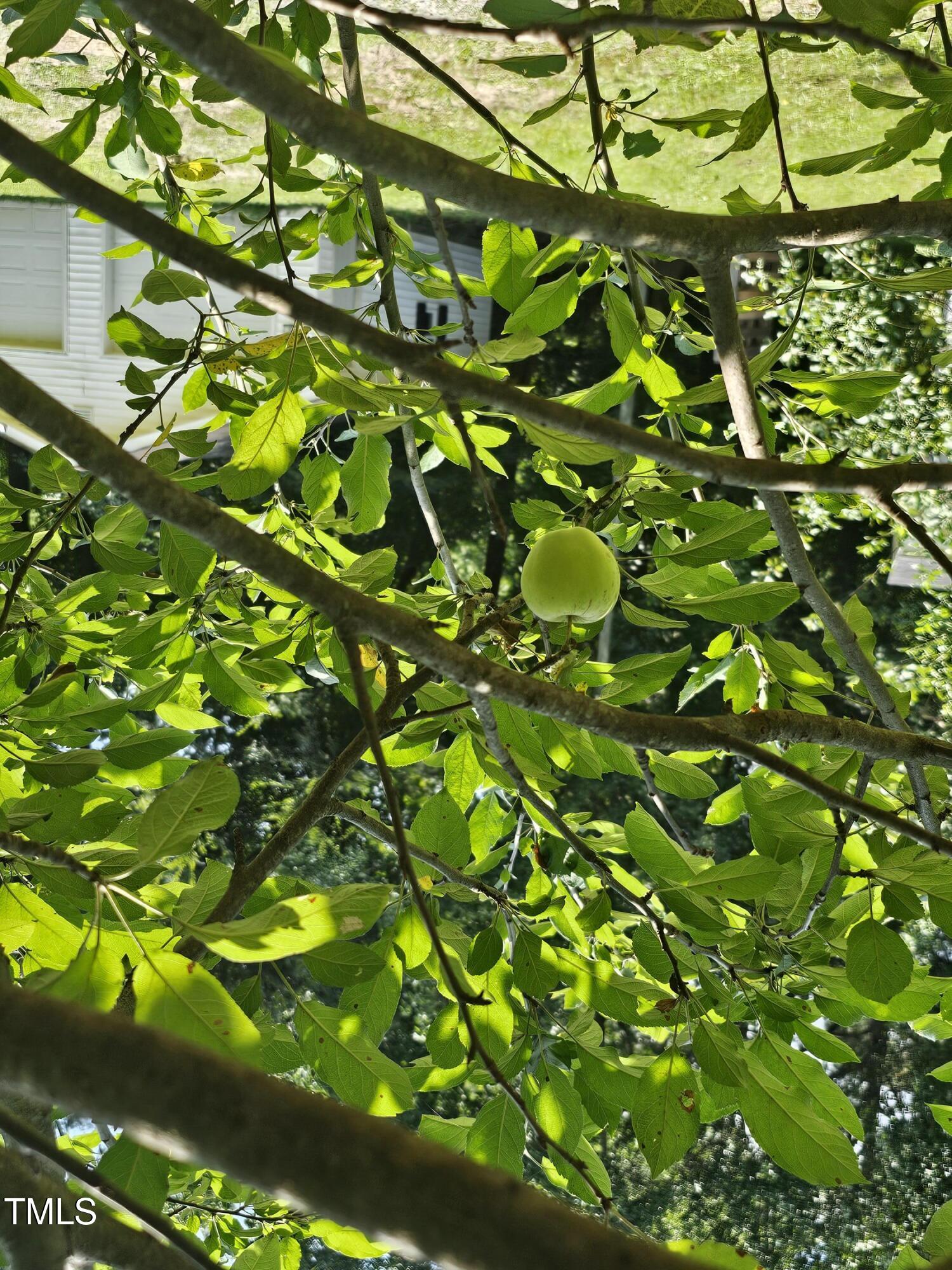 1101 Oak Grove Inn Road Selma, NC 27576 - Photo 27 of 31 apple