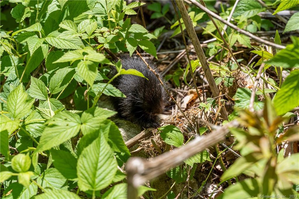 13 Dew Road Barkhamsted, CT 06063 - Photo 4 of 14 A haven for wildlife