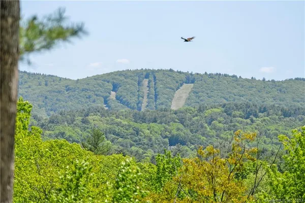 a view of a bunch of trees and bushes