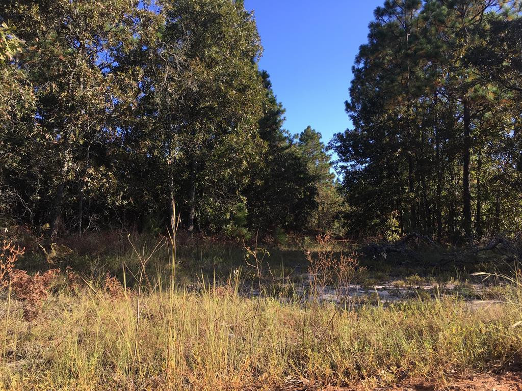 N/a Pine Acres Road Windsor, SC 29856 - Photo 1 of 2
