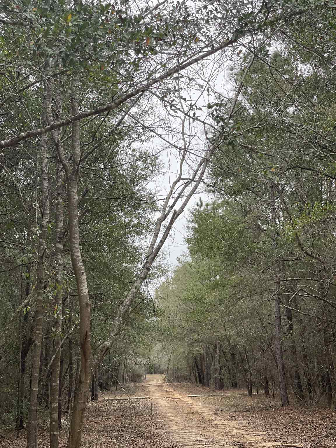 Lot 14 Walling Road Milton, FL 32570 - Photo 1 of 4 Gallery Image 1