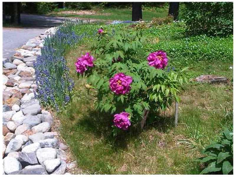 39 Woods Mill Road East Baldwin, ME 04024 - Photo 13 of 15 Yard/Garden.