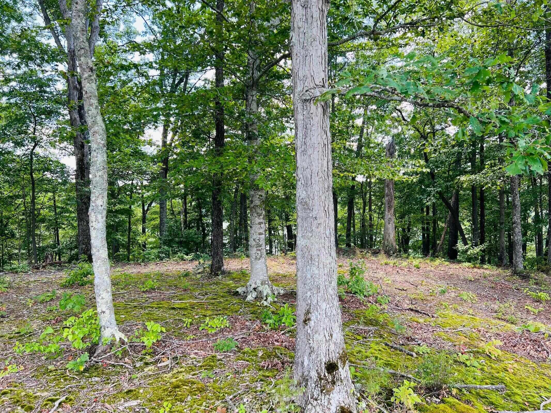 162 Dockery Road Russell Springs, KY 42642 - Photo 10 of 17 20230802180509595138000000-o