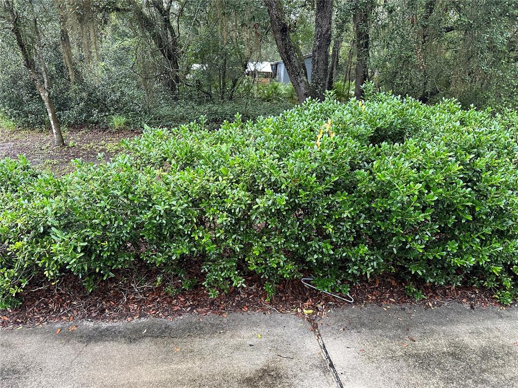10625 Northeast 153 Street Fort McCoy, FL 32134 - Photo 3 of 7 a backyard of a house with lots of green space