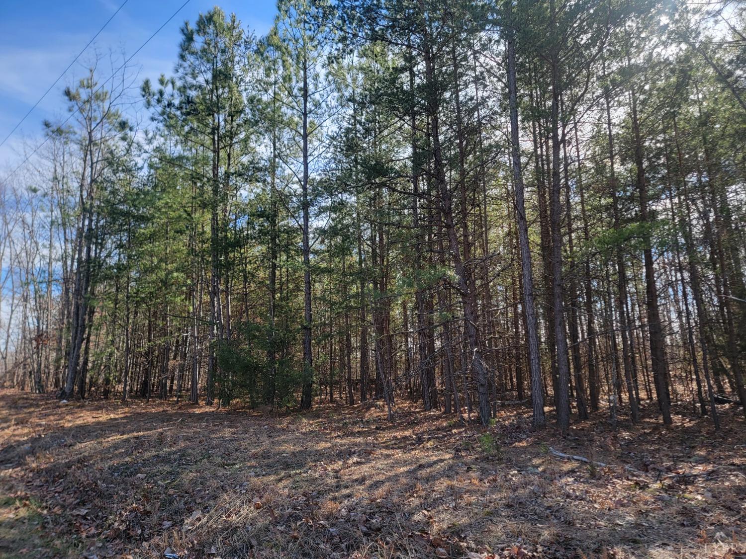 9999 Robinson Road Appomattox, VA 24522 - Photo 2 of 11 a view of a yard with large trees