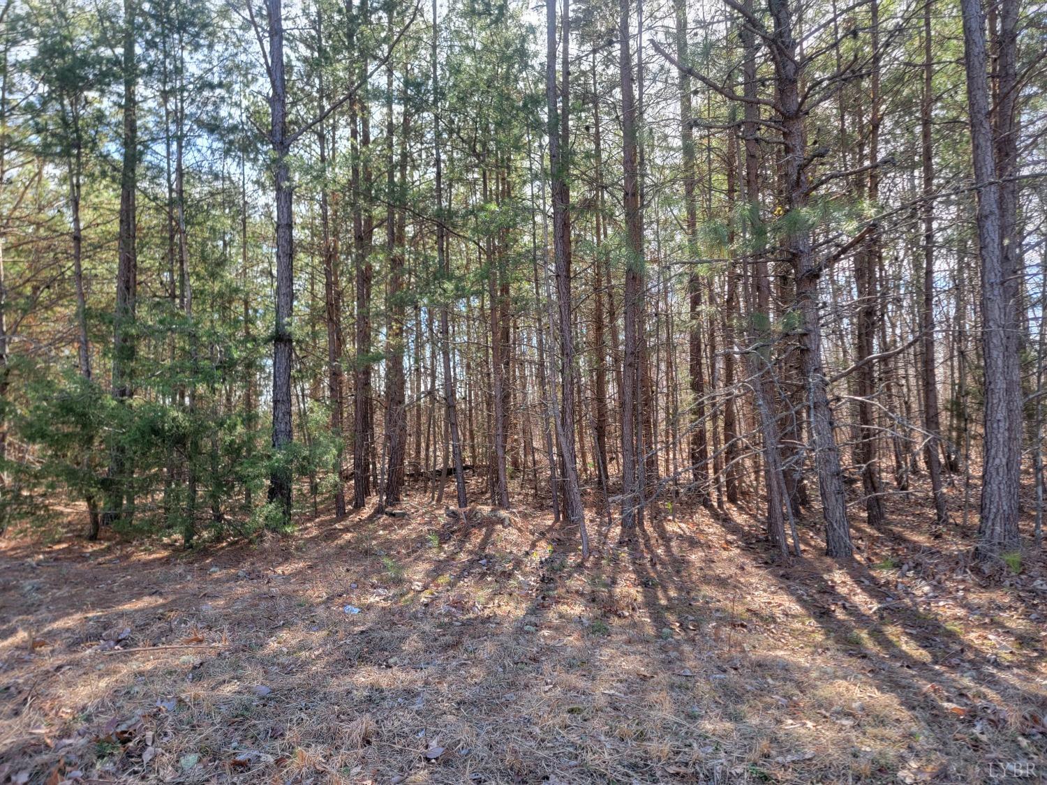 9999 Robinson Road Appomattox, VA 24522 - Photo 7 of 11 a view of outdoor space and covered with trees