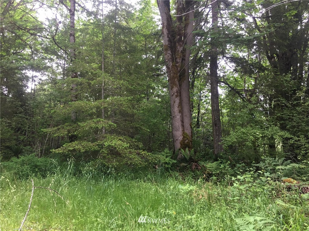 12300 Center Road Quilcene, WA 98376 - Photo 3 of 11