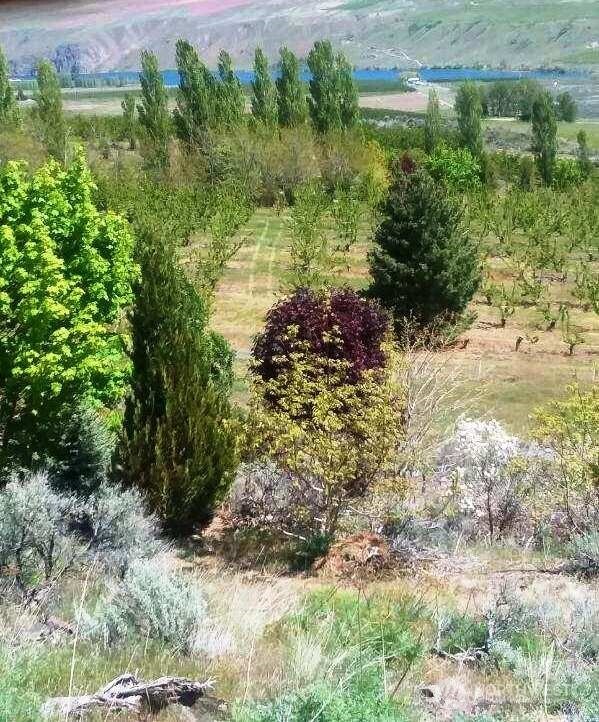 501 Jack Wells Road Bridgeport, WA 98813 - Photo 12 of 19