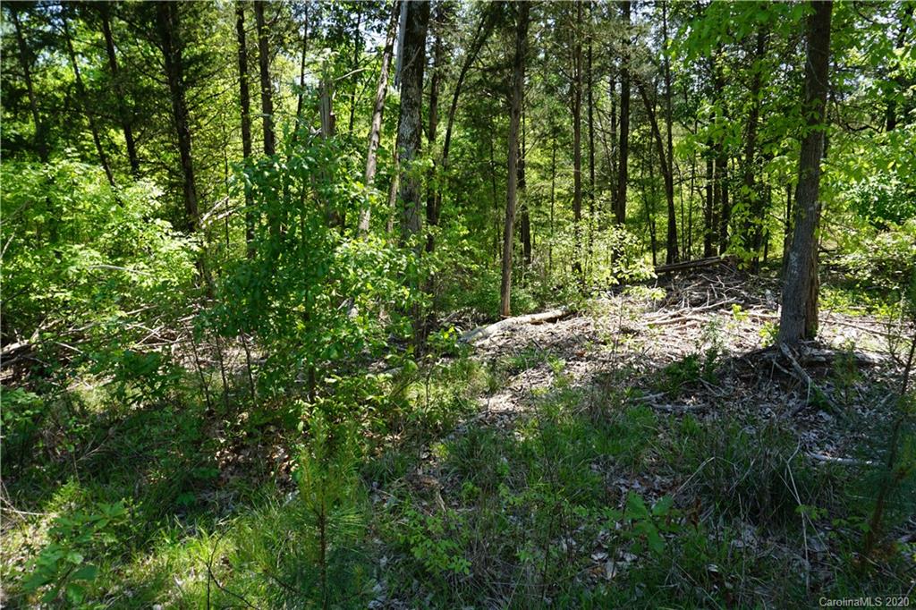 23.5 Parson Road McConnells, SC 29726 - Photo 2 of 8 a view of a forest with trees in the background