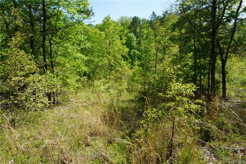 23.5 Parson Road McConnells, SC 29726 - Photo 6 of 8 a view of a lush green forest with large trees
