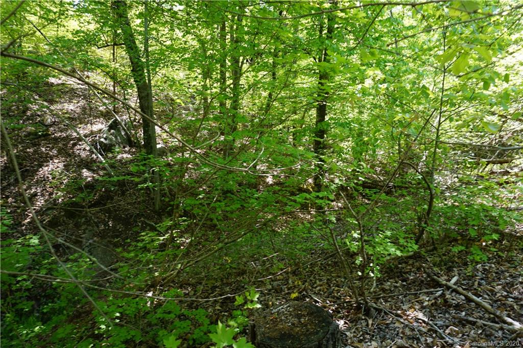 23.5 Parson Road McConnells, SC 29726 - Photo 7 of 8 a view of a lush green forest