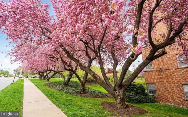 a view of a garden with trees
