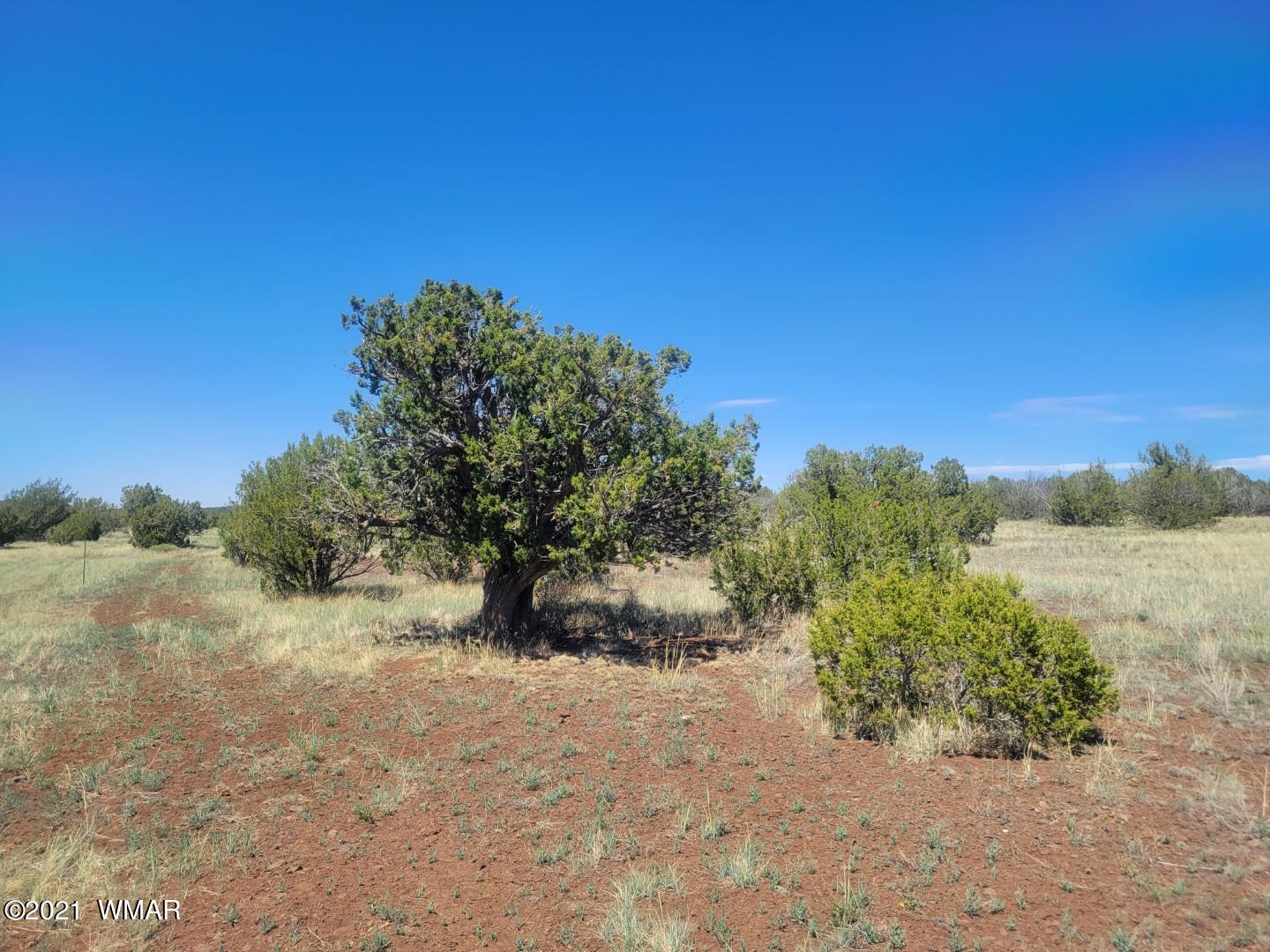 Tbd Tbd Concho, AZ 85924 - Photo 6 of 9