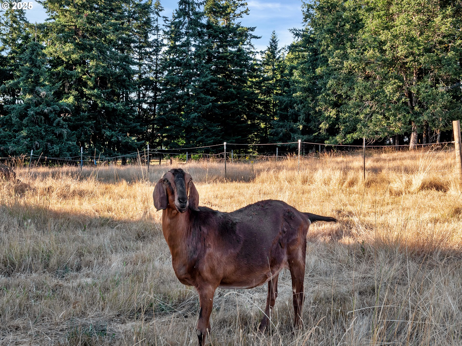 37658 Highway 213 Mount Angel, OR 97362 - Photo 36 of 43 Bedroom