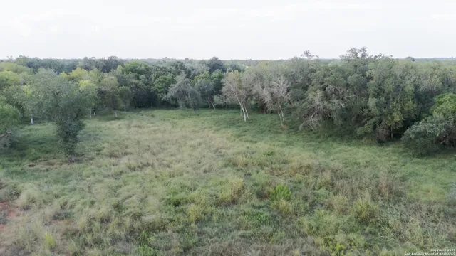 a view of a lush green forest with trees in the background