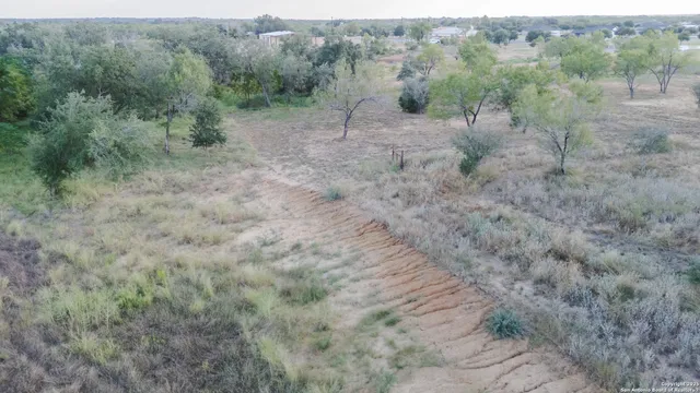 a view of a forest with trees in the background