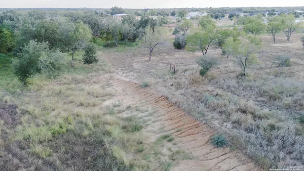 a view of a forest with trees in the background