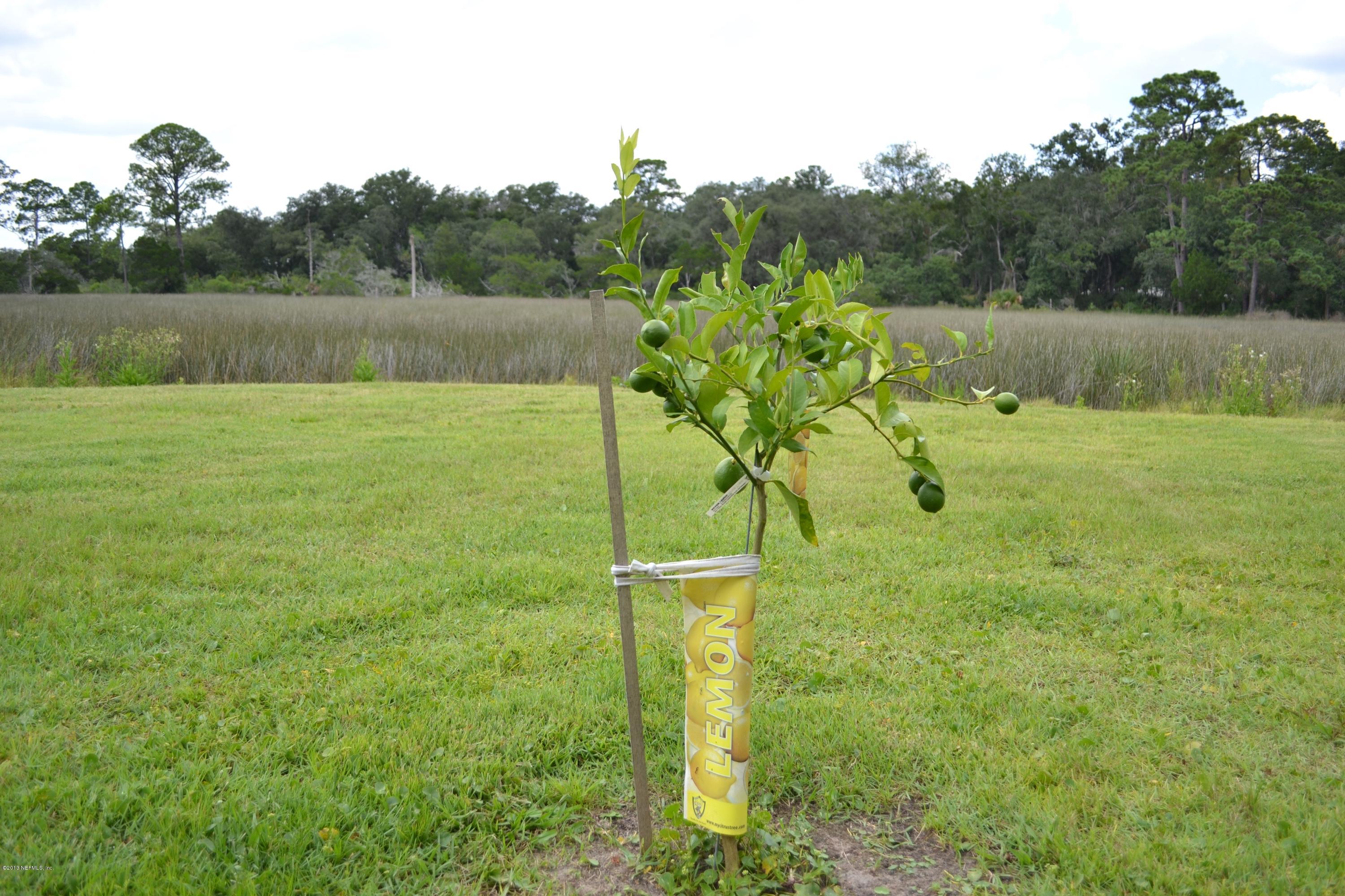 5900 Sheffield Road Jacksonville, FL 32226 - Photo 63 of 69 Lemon Tree
